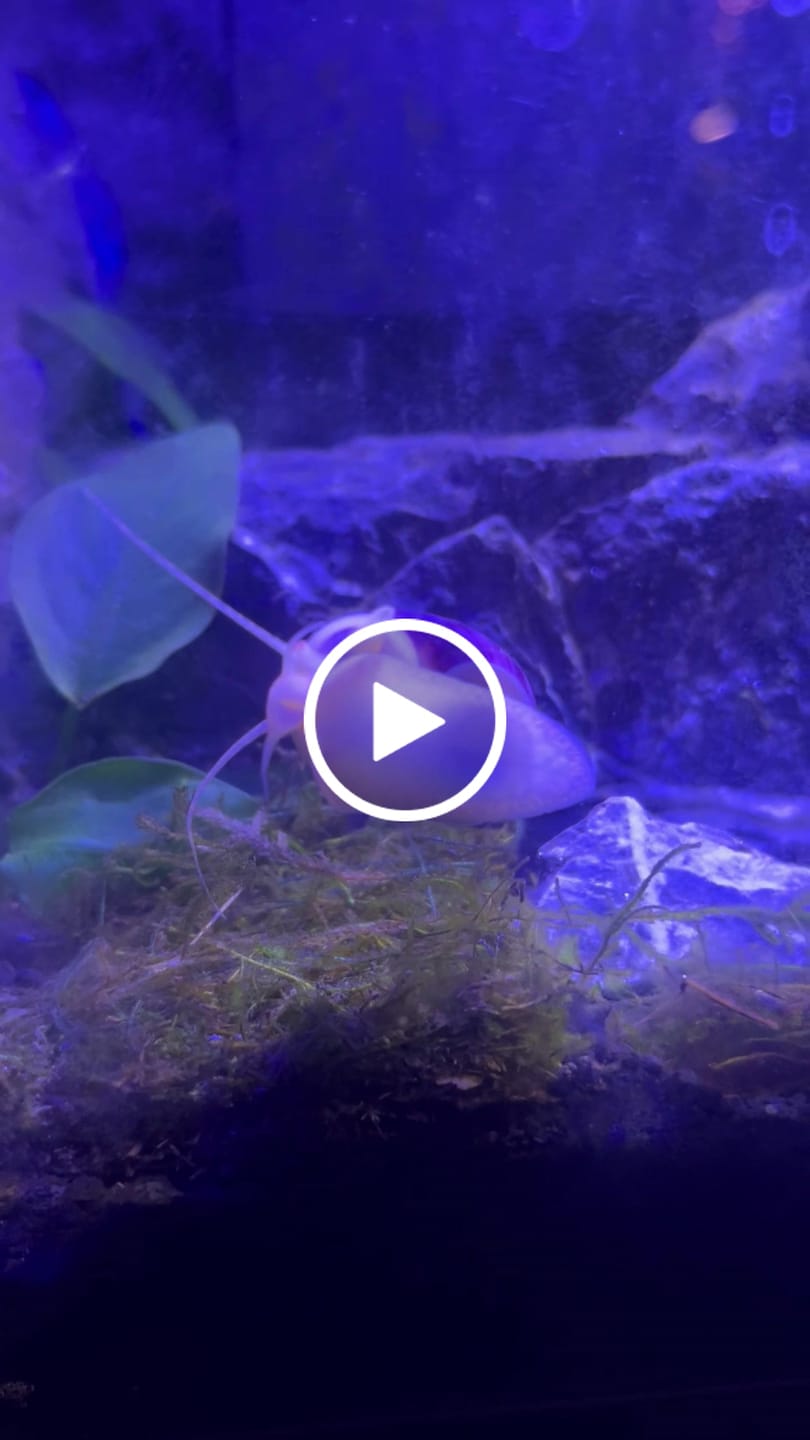 Customer video review of Magenta Mystery Snail