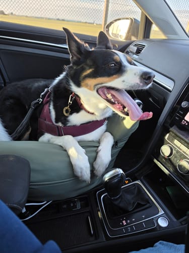 Customer photo review of The Dog Dock V2 New & Improved with ISO Fix