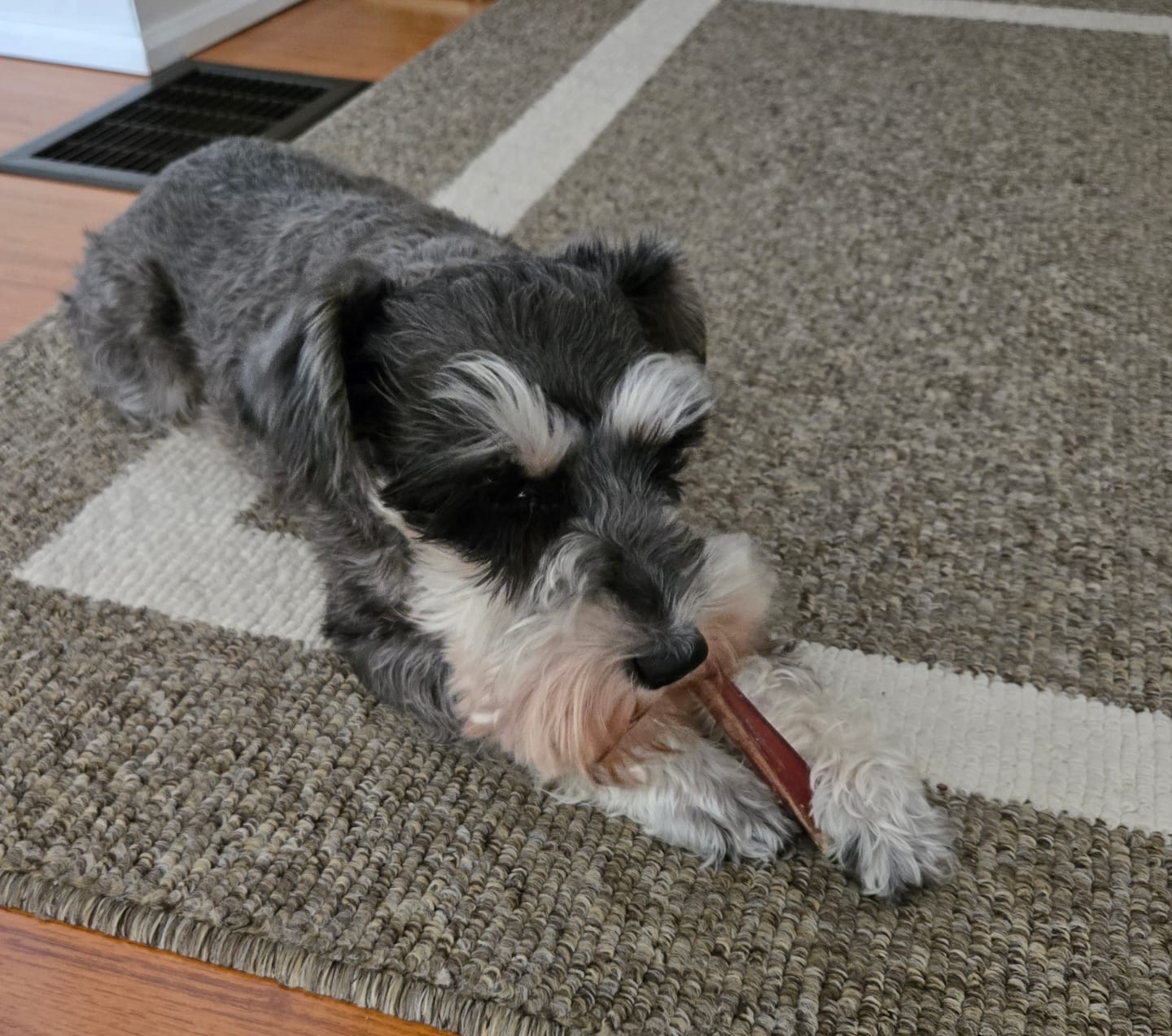 Customer photo review of 6 Inch Standard Bully Stick