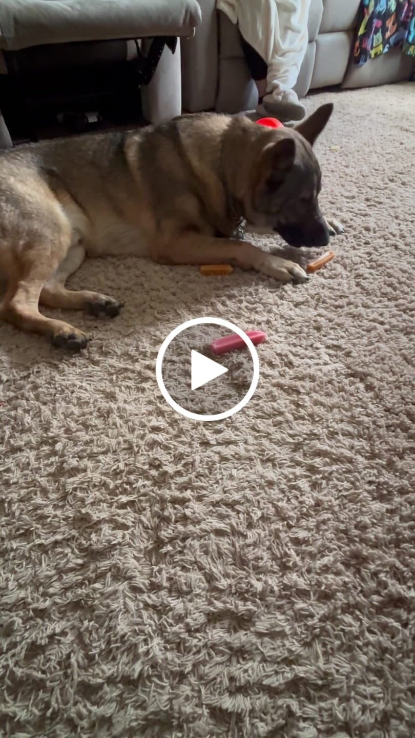 Customer video review of Pumpkin Yak Chews