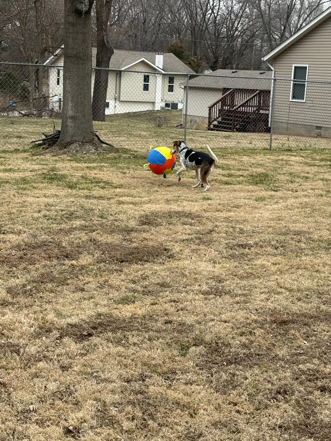 Customer photo review of Calming Jumbo Ball