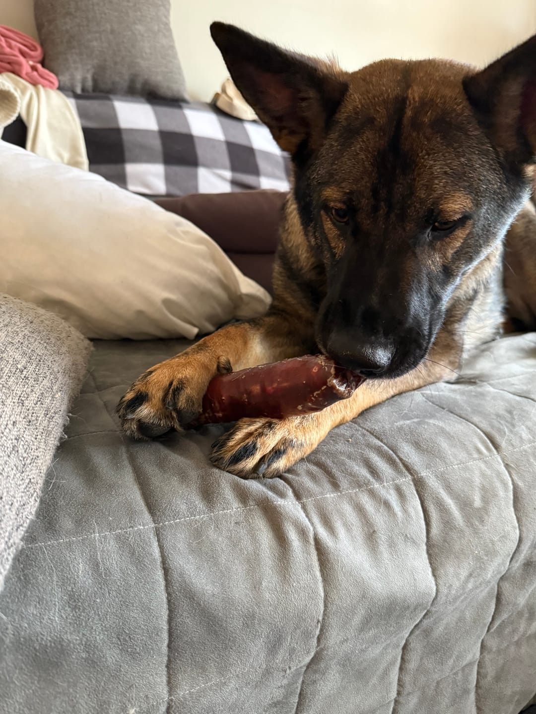 Customer photo review of 6 Inch Trachea Wrapped in Jerky