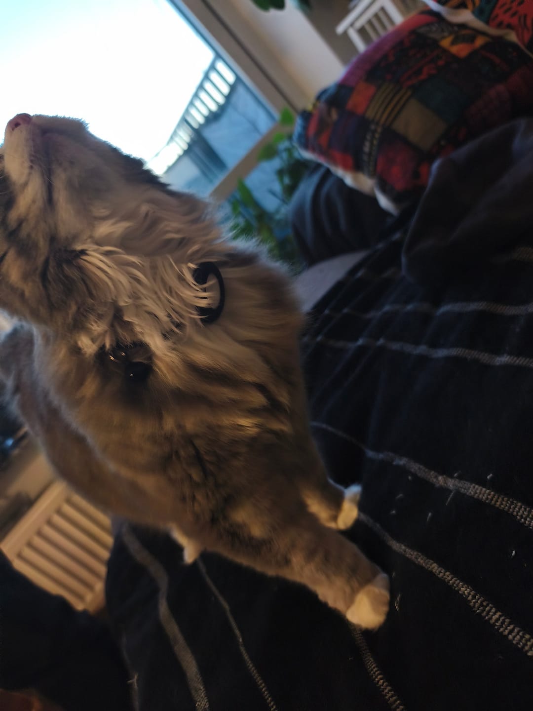 Customer photo review of AirTrackTag Kattpaket