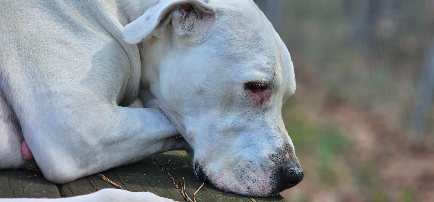 Customer photo review of Pet CBD Oil 1200mg - Available in Multiple Flavors