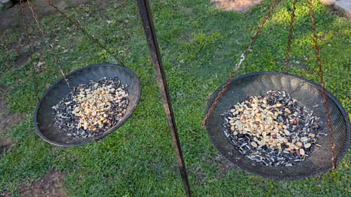 Customer photo review of Roasted Peanut Pickouts