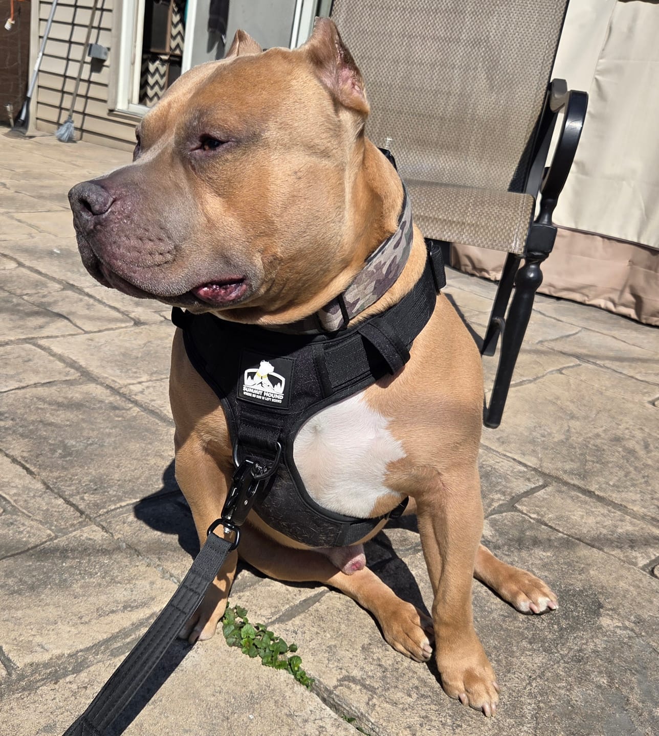 Customer photo review of Matching Black 6' Bully Proof Leash