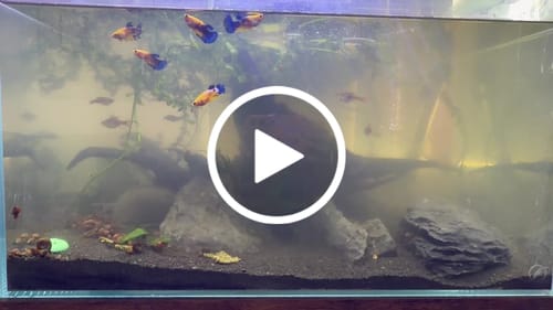 Customer video review of Koi Yellow Black Base Female Betta Fish Sorority | Successful Sorority Pack