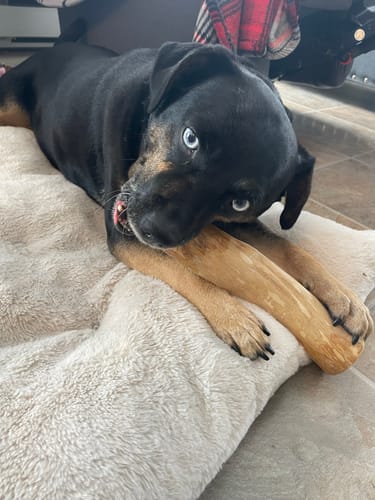 Customer photo review of Mystery Box - Dog