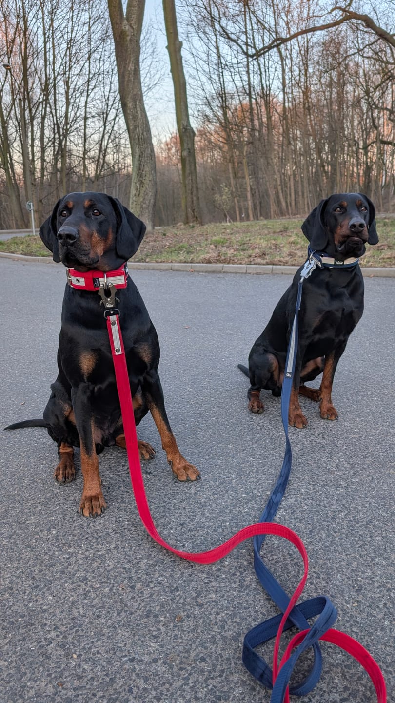 Customer photo review of Active obroża i smycz z odblaskiem - Active Safe Set Navy Blue