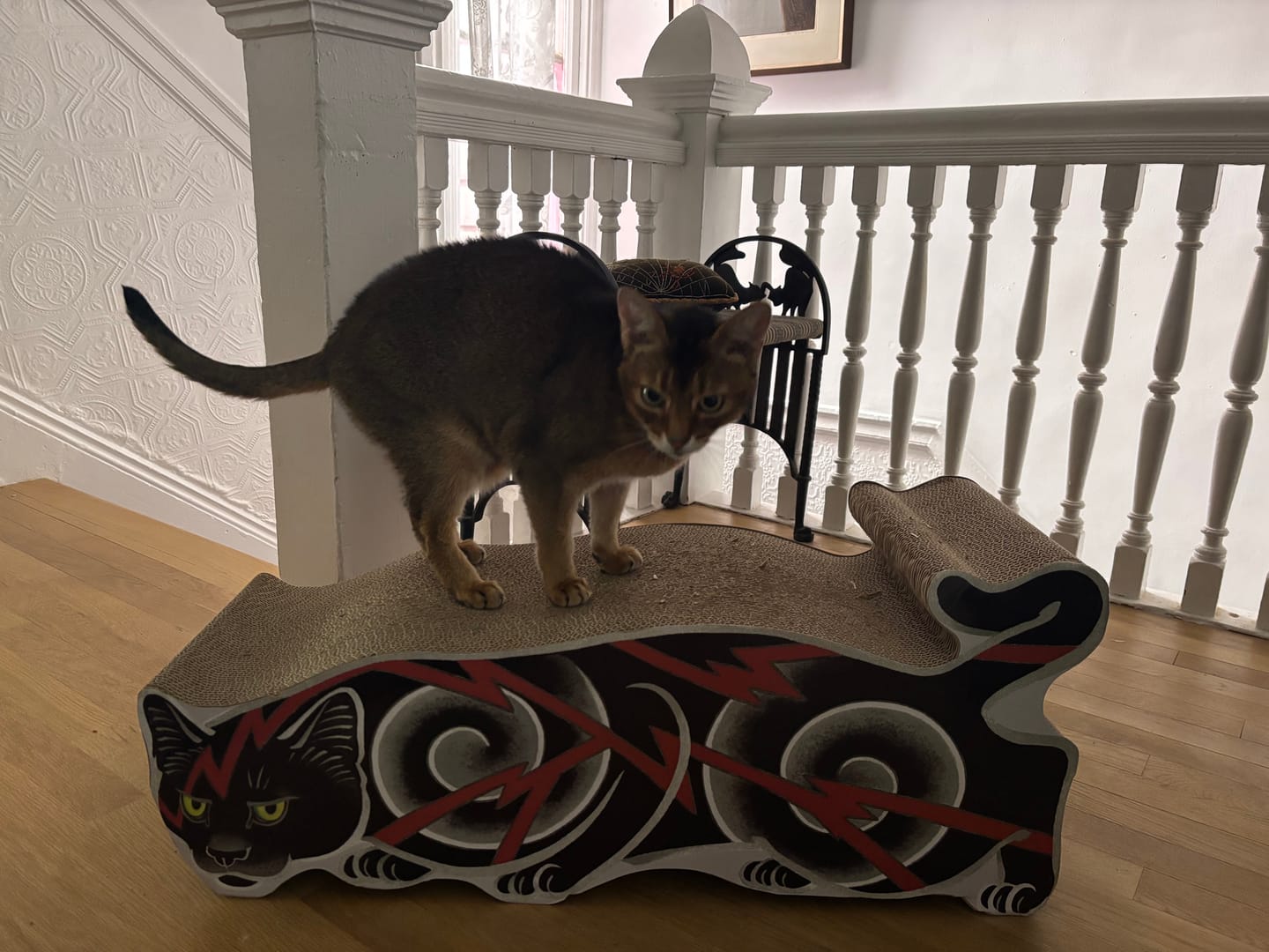 Customer photo review of Electric Cat Scratcher