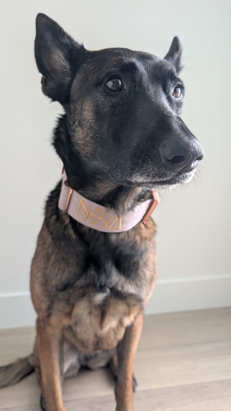 Customer photo review of 2" Tacti Luxe Dog Collar - Rose Gold - Sofia