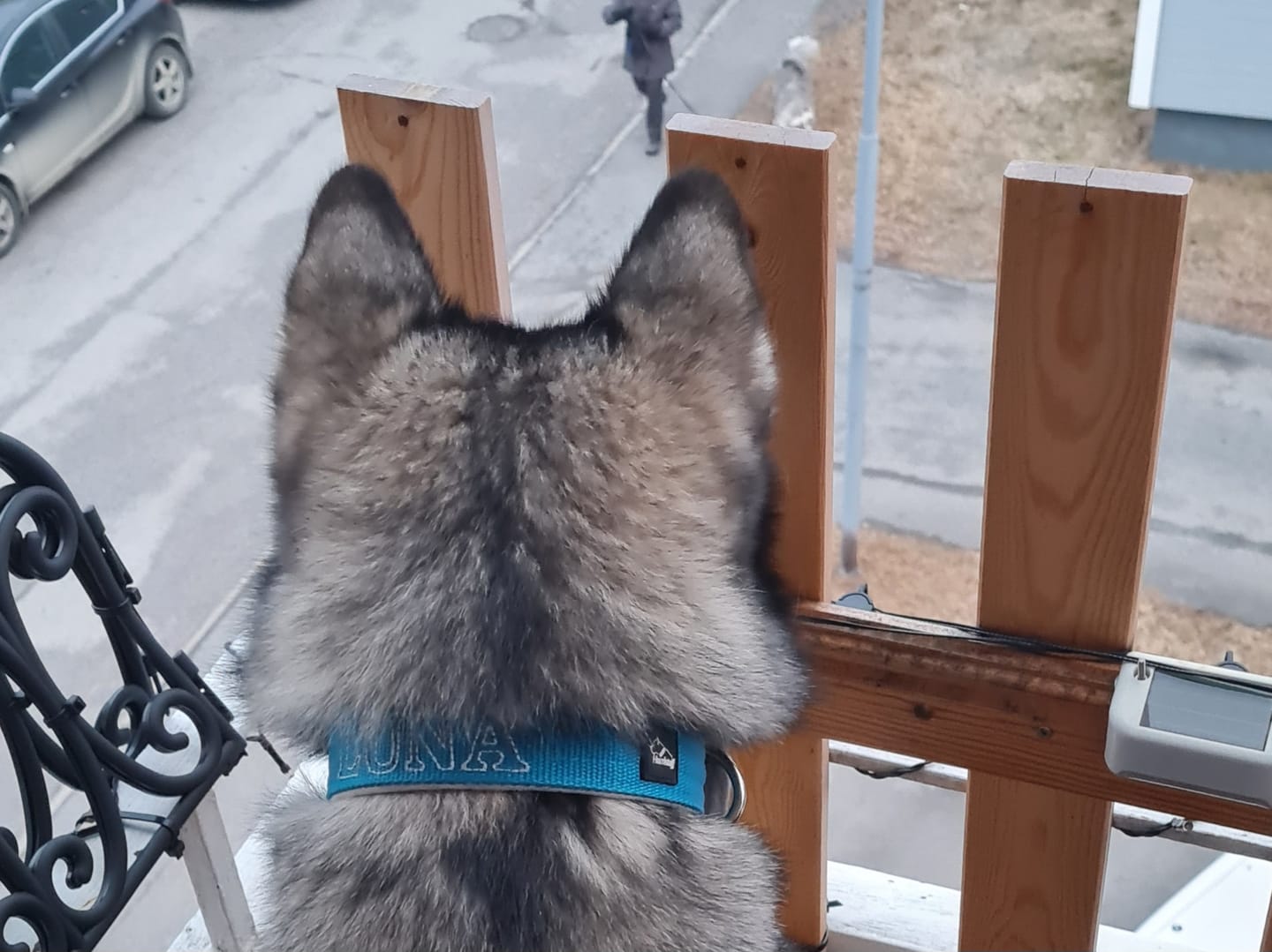 Customer photo review of Hundhalsband med namn