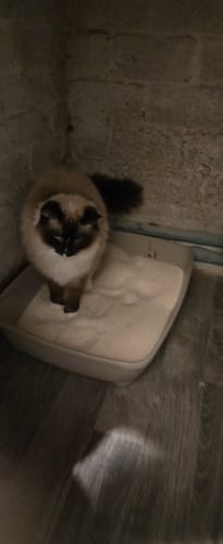 Customer photo review of 1 Month Supply – 2 Cat