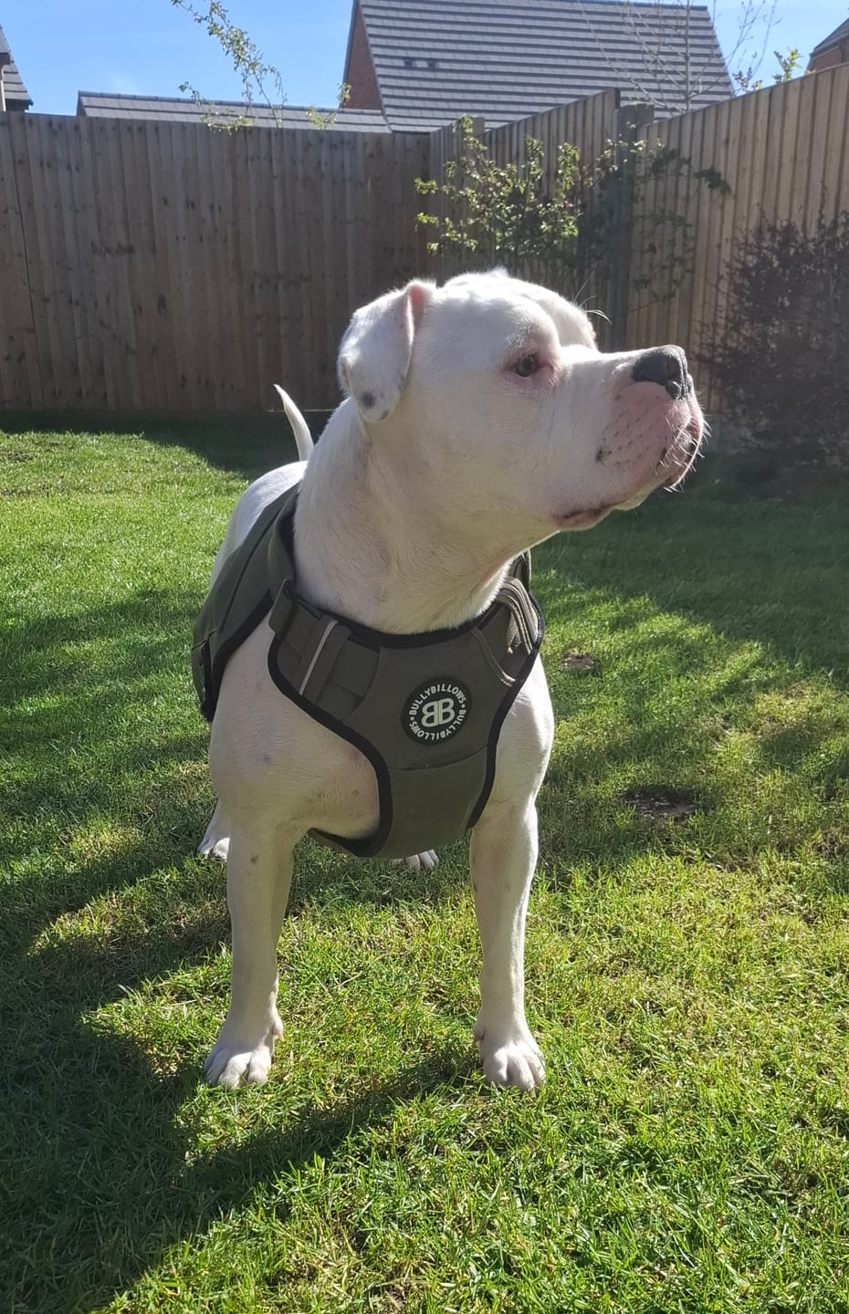 Customer photo review of Weighted Harnesses Iron Block - Contains x5 Weights