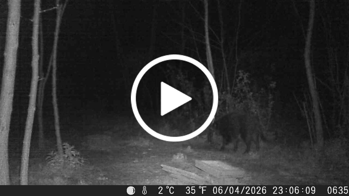 Customer video review of Teer-Plus Wildlockmittel - Schwarzwild