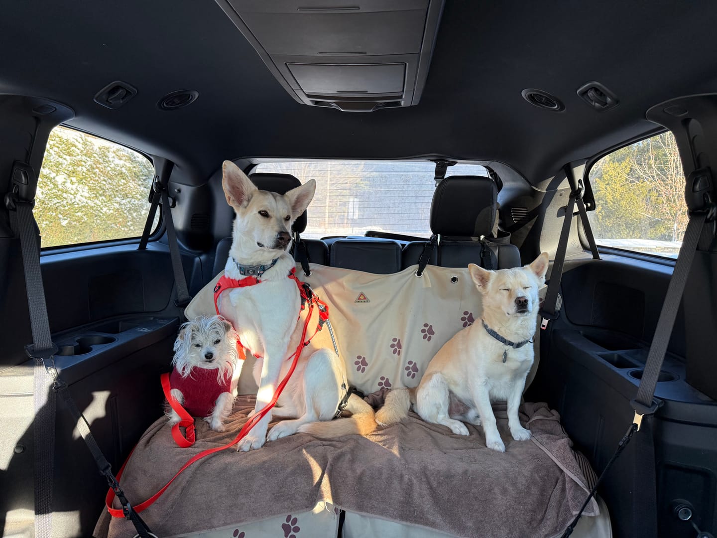 Customer photo review of COMBO GRAND STRESS pour chiens et chats: TOXY, PEASY