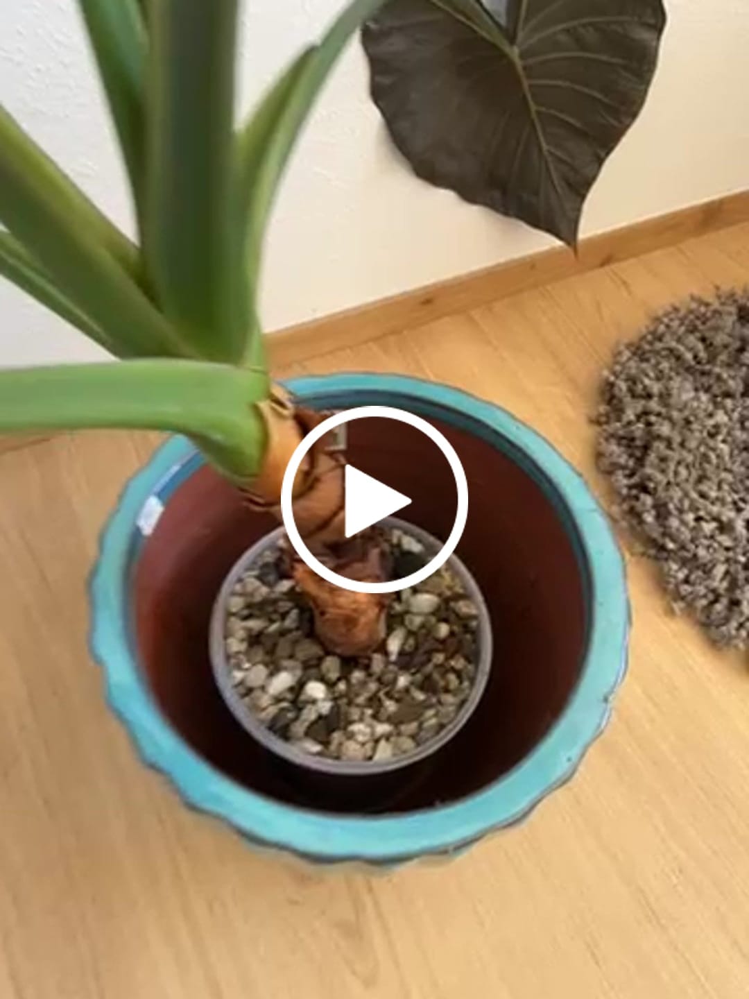 Customer video review of Clear Self-Watering Plant Pots