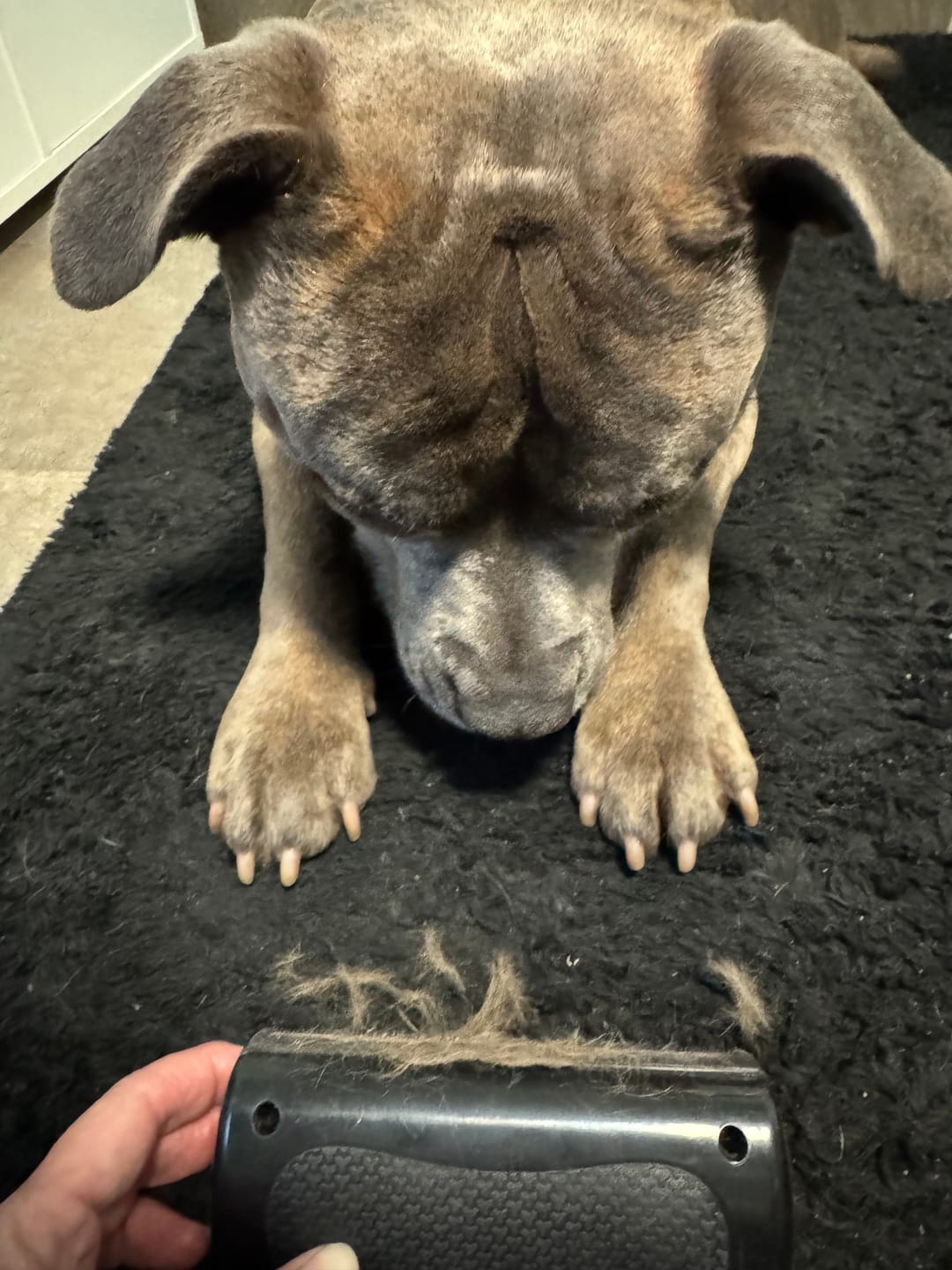 Customer photo review of Hundstaff Pack Fur Comb - Hundkamm