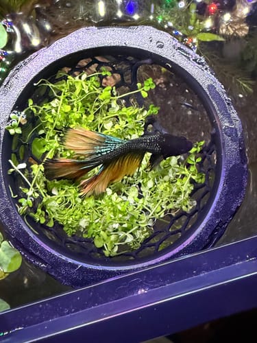 Customer's Copper Gas Halfmoon Betta fish resting in a dark floating planter with green plants, viewed from above.