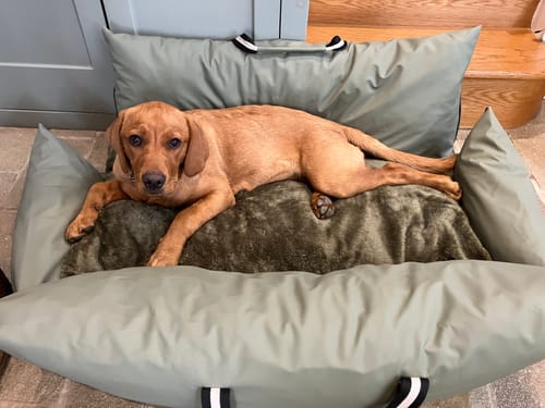 Customer photo review of The Dog Dock V2 New & Improved with ISO Fix