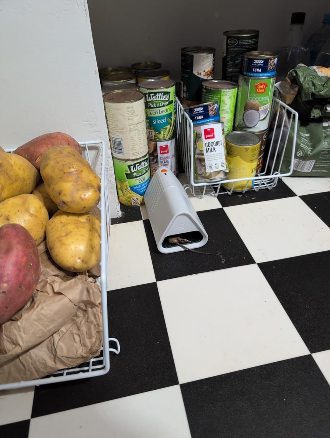 Customer photo review of Mouse Trap