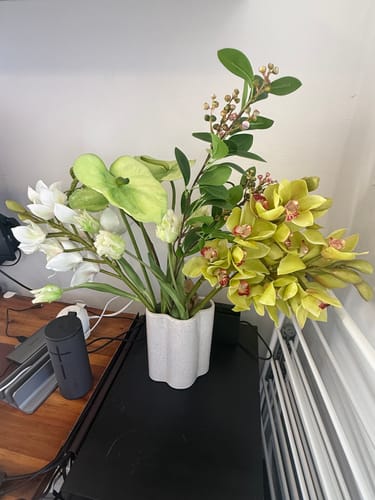 Customer photo review of Green Cymbidium Orchid