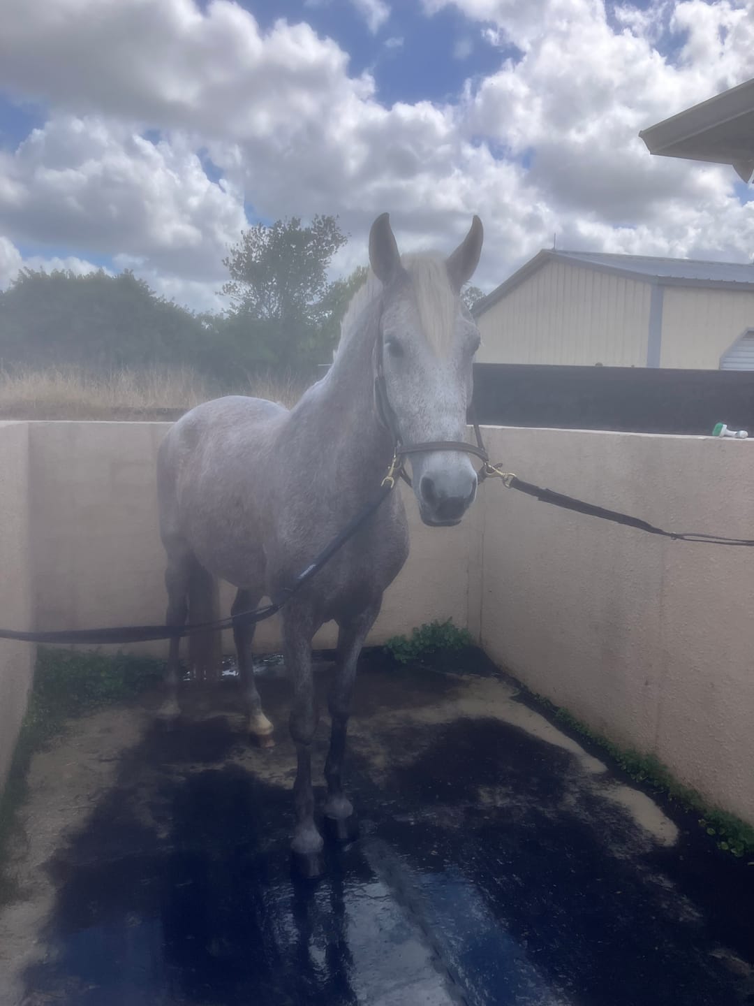 Customer photo review of Equine Extra Strength Probiotic Pellets