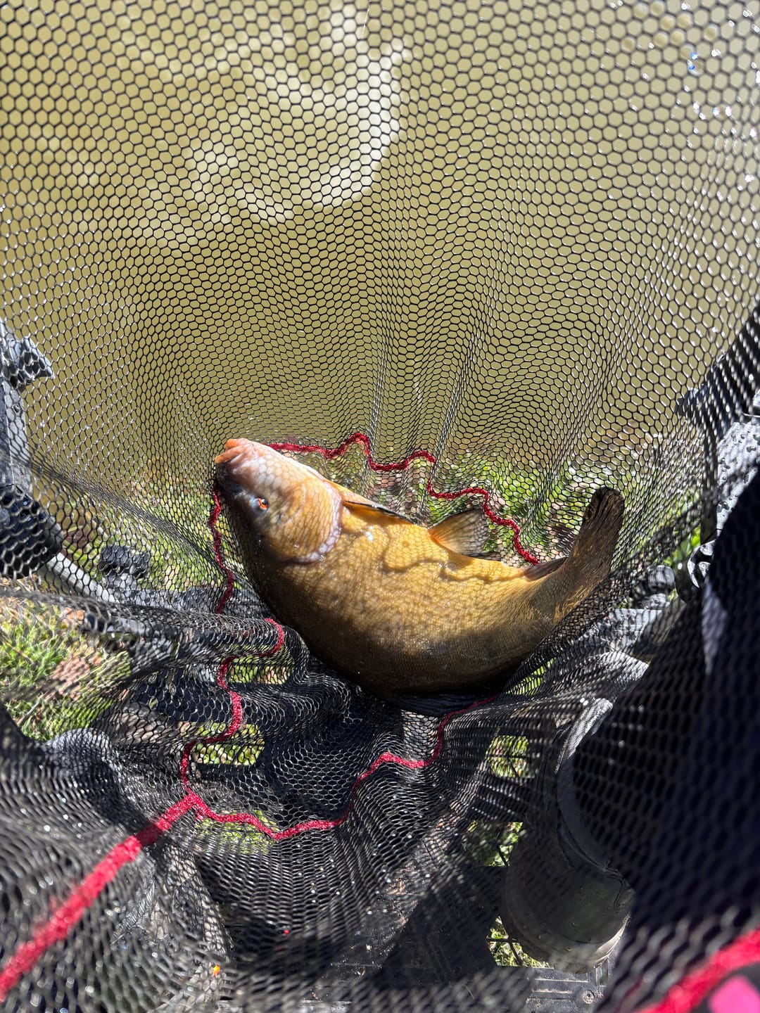 Customer photo review of KARPER EX PELLETS - AQUA BIO