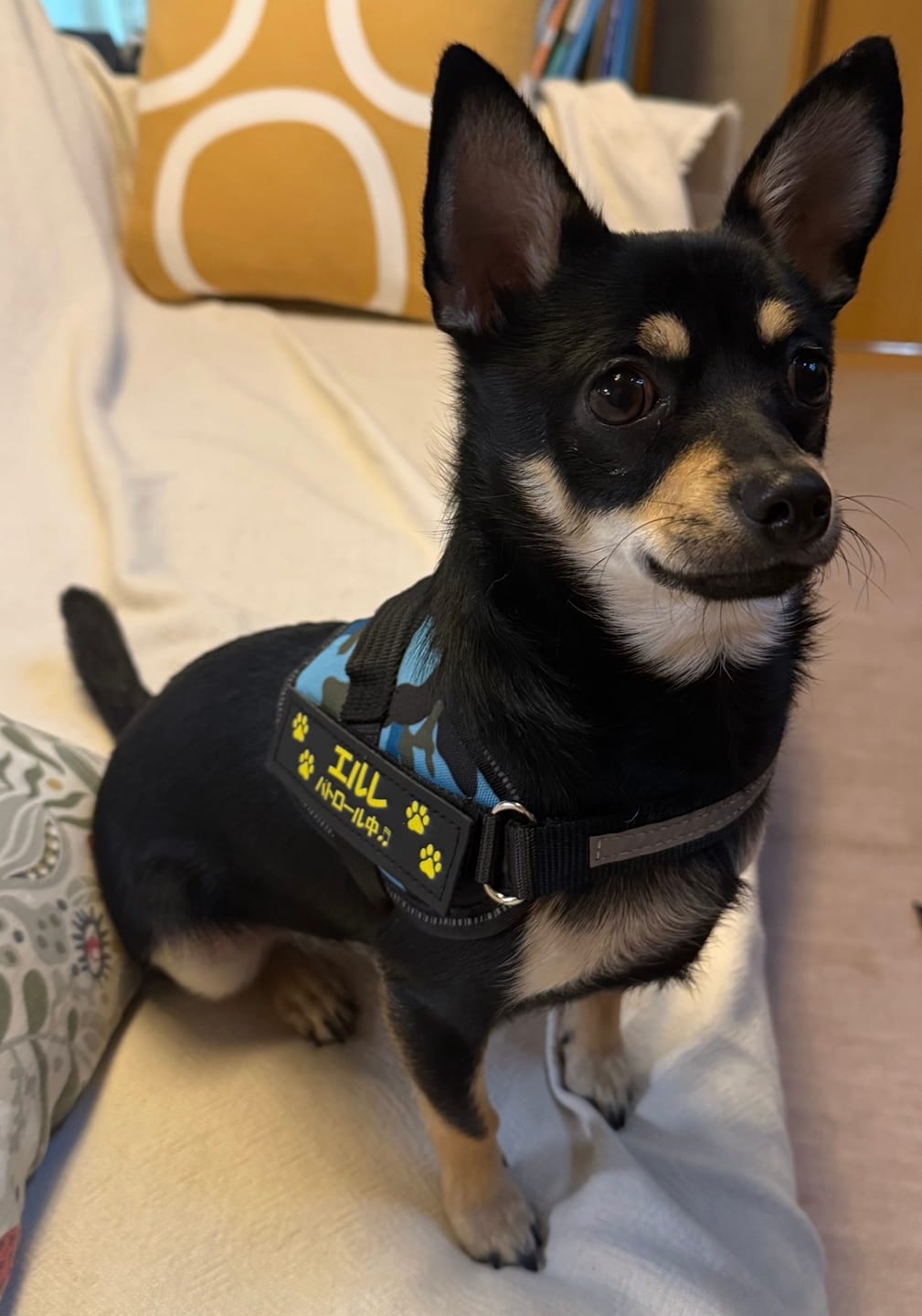 Customer photo review of ハーネス専用お名前タグ（２枚セット・マジックテープ式）