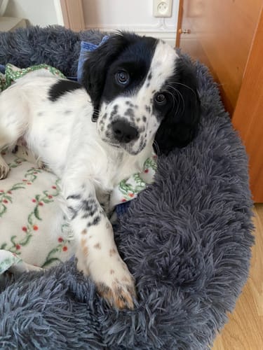 Customer photo review of CalmBed - Mjuk och skön hundbädd för oslagbar komfort