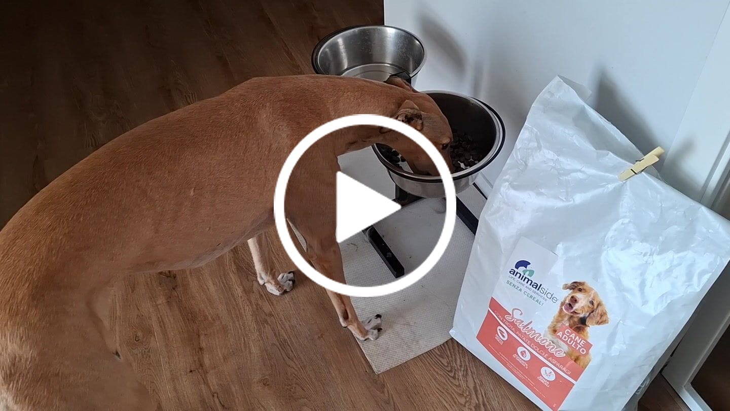 Customer video review of Crocchette per Gatti Adulti Sterilizzati - Salmone con Pesce Bianco - Grain Free