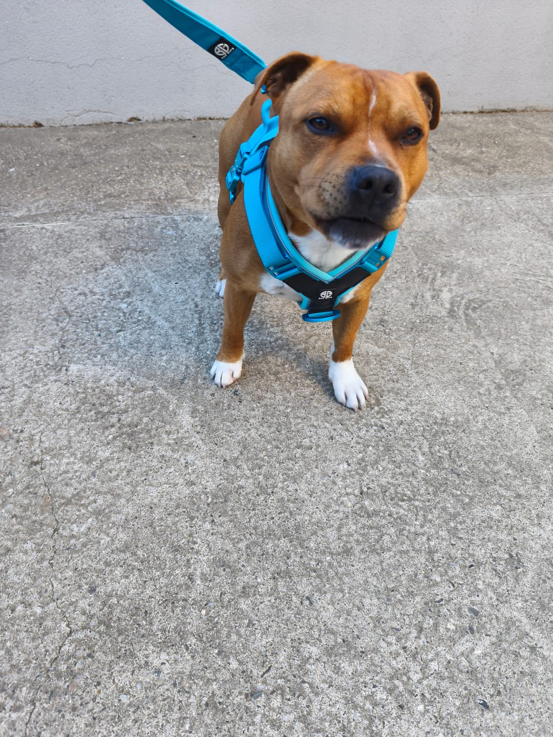 Customer photo review of Pettorina Crime 3.0