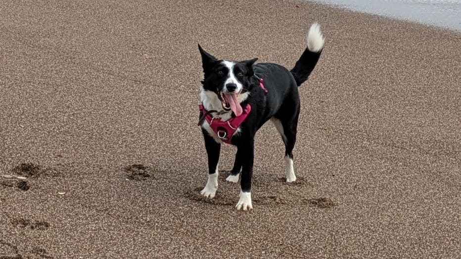 Customer photo review of Air Harness | Anti-Pull & With Handle - Carminerose