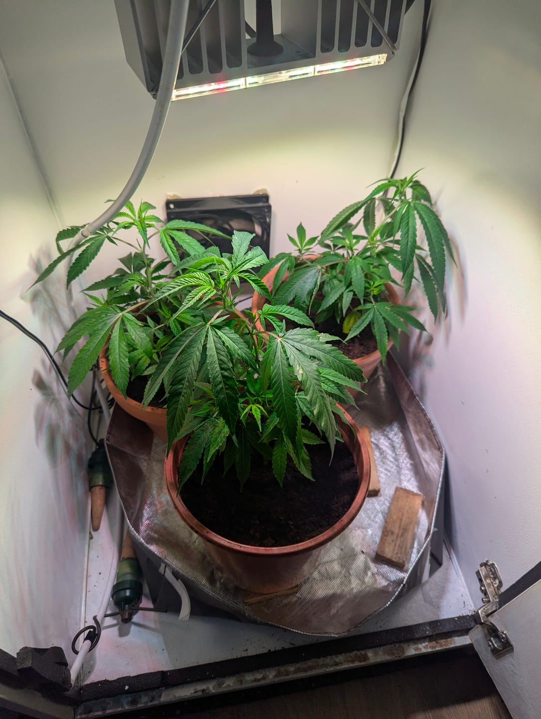 Customer photo review of Hanfstecklinge | Wappa