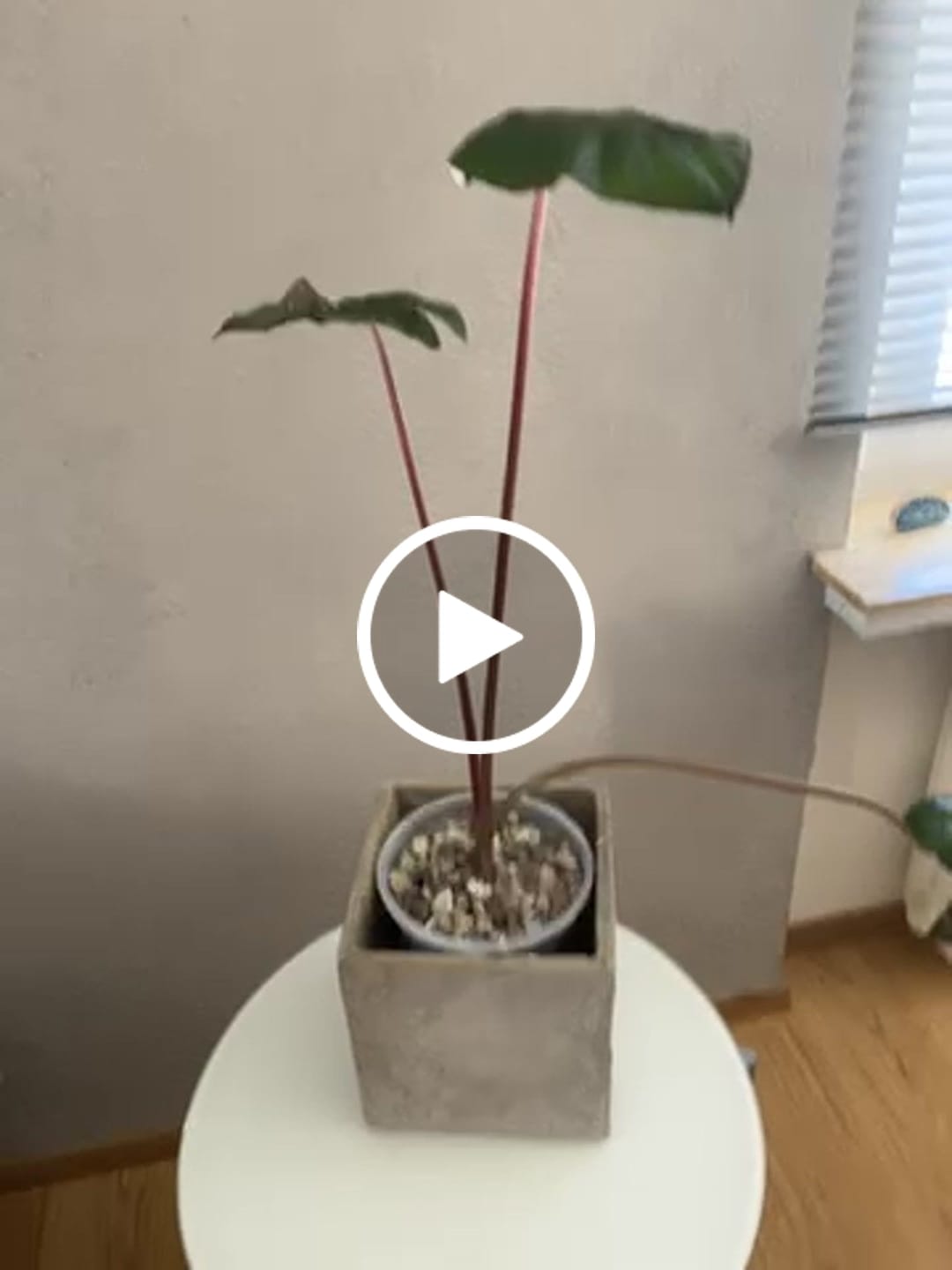 Customer video review of Fine Houseplant Mineral Mix