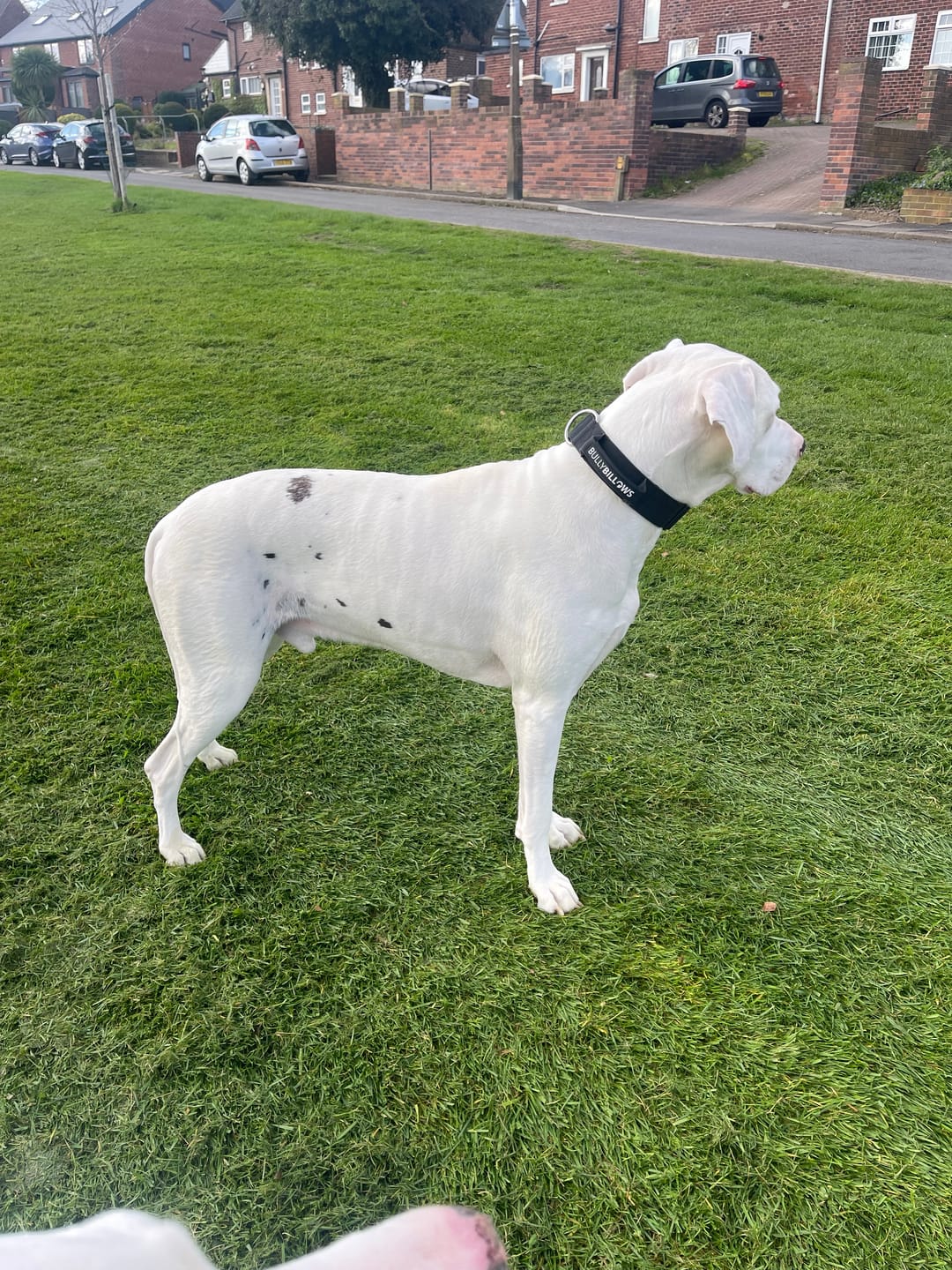 Customer photo review of 5cm Combat® Collar | With Handle & Secure Clip - Black