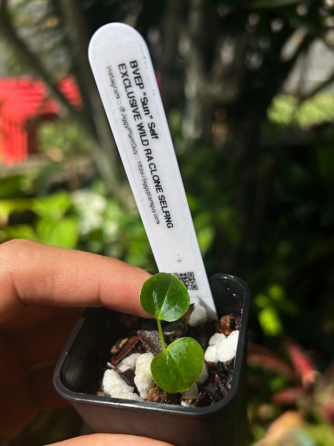 Customer photo review of BVEP "Sun" self