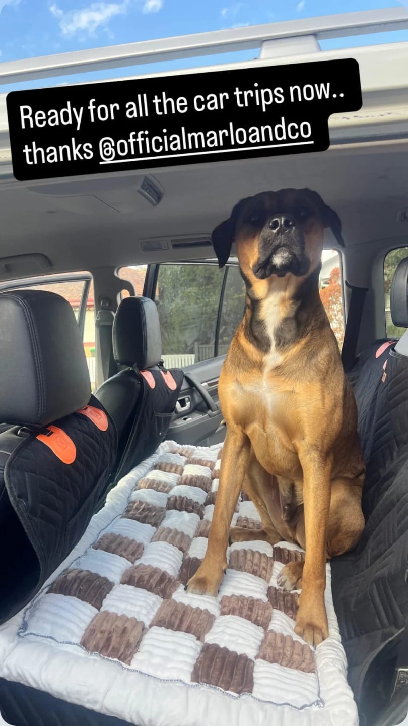 Customer photo review of Marlo&Co™ Dog Seat Cover