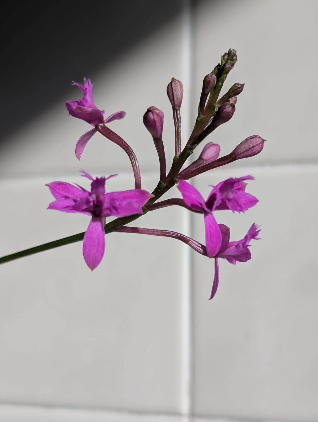 Customer photo review of Blue Lotus "Alche-Mist" Spray NEW!