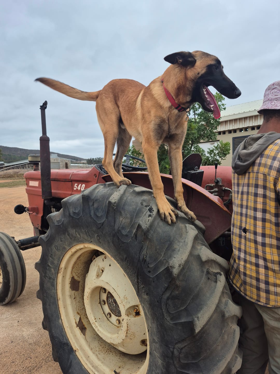 Customer photo review of FlexCare (Joint & Movement Support For Dogs)