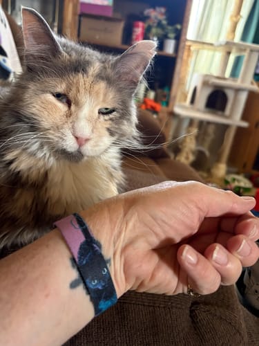 Customer's 'I Need Dis Cat' bracelet on their wrist, next to their fluffy cat.