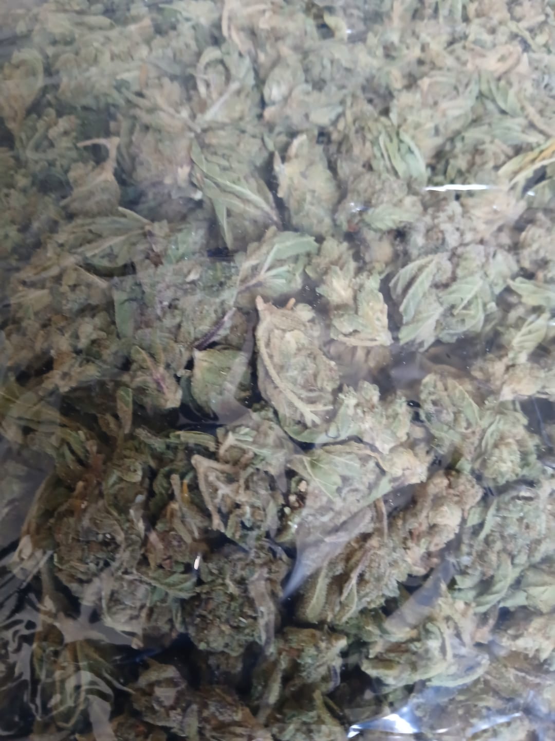 Customer photo review of Butterscotch OG - Bulk - Indica