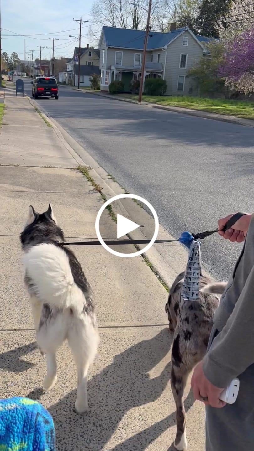 Customer video review of Waterproof Two Dog Leash / Two Dog Leash Splitter | Built with BioThane®