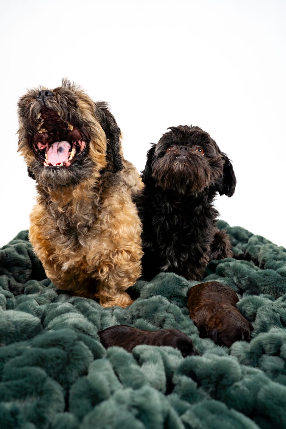 Customer photo review of Deep Forest Green Minky Blanket