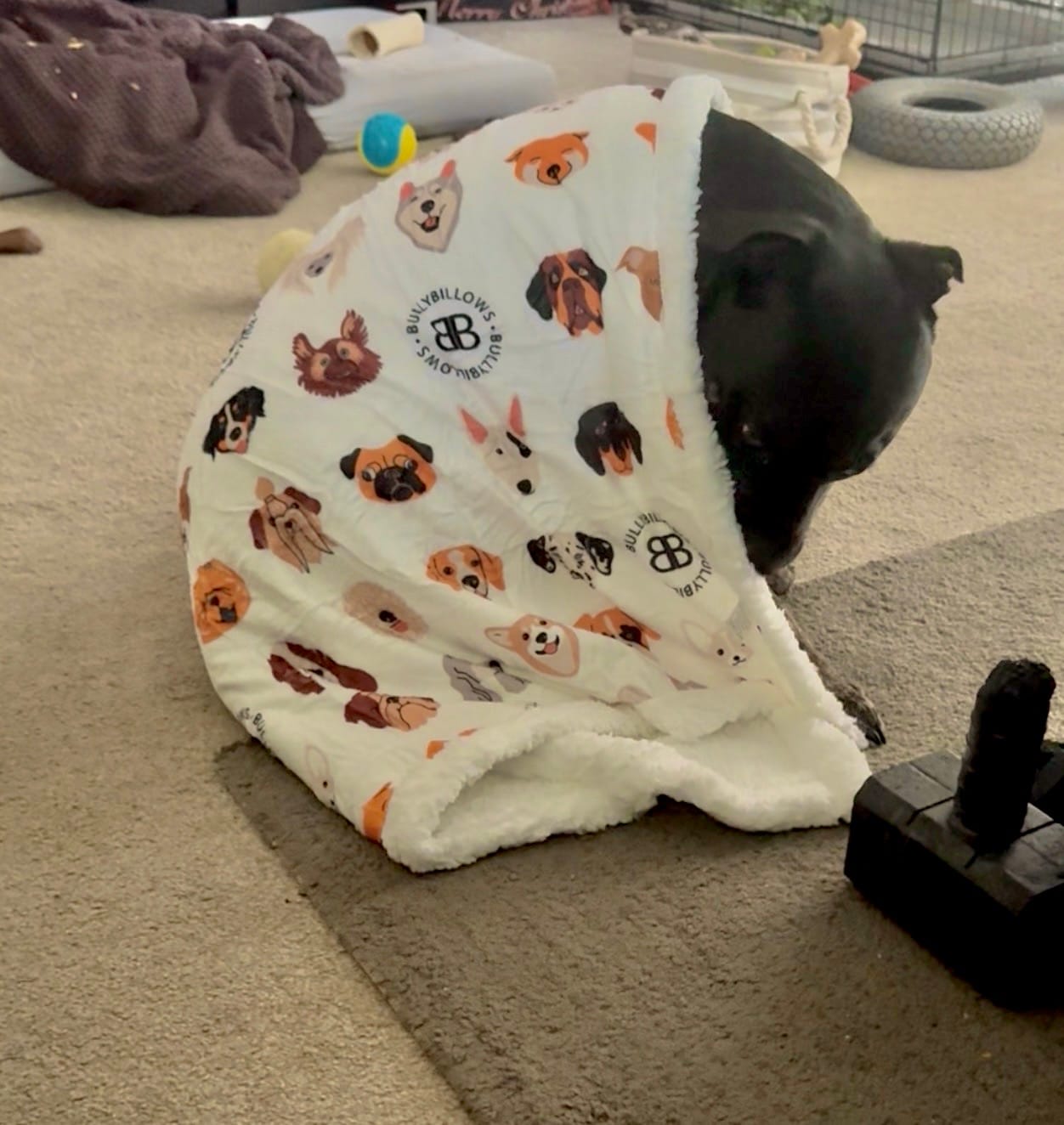 Customer photo review of White Edition | Luxury Human & Dog Blanket