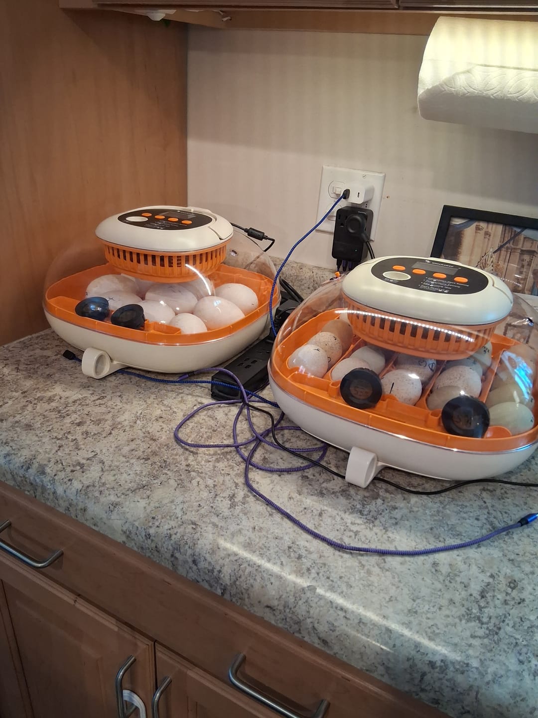 Customer photo review of Egg Incubator -25 Egg Capacity
