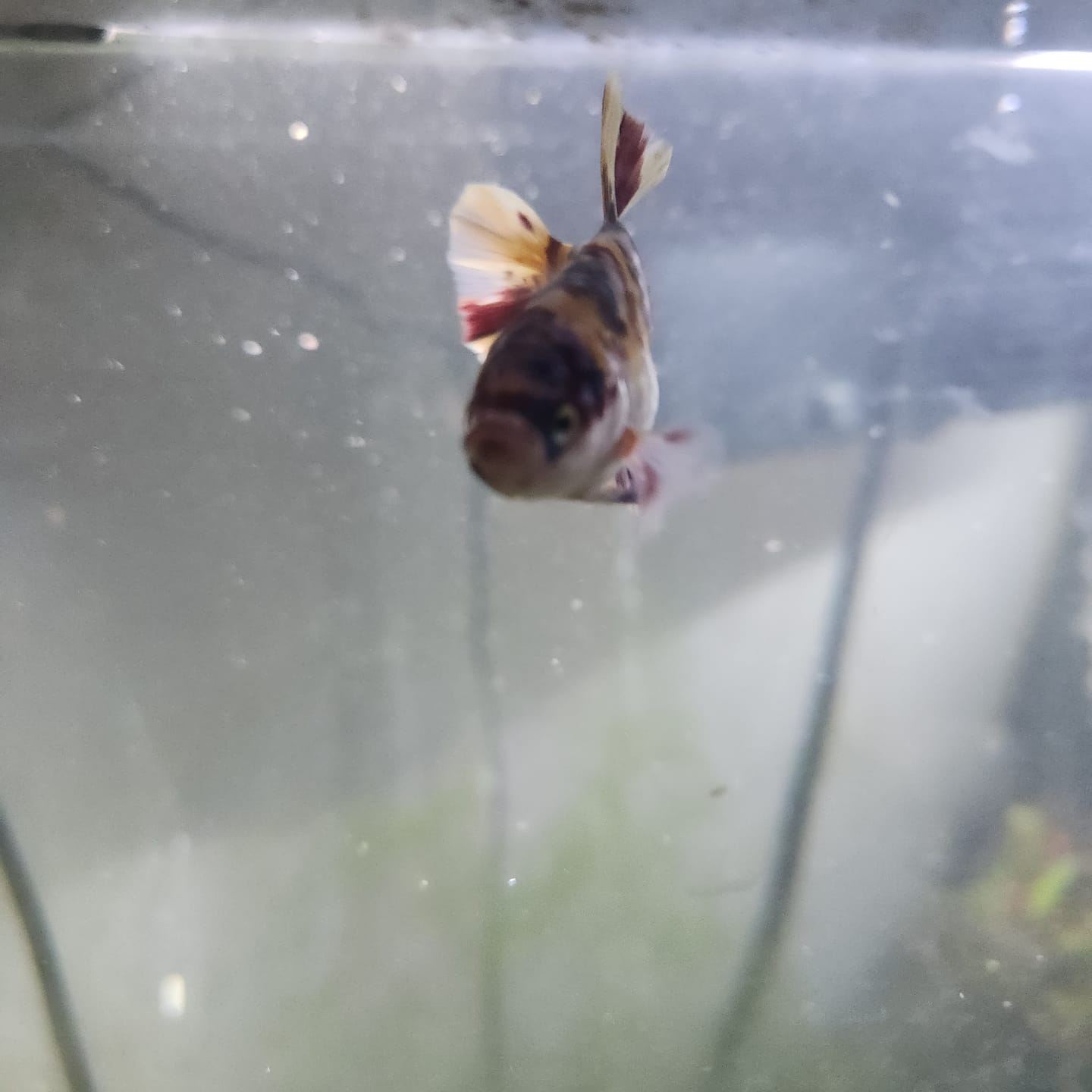 Customer photo review of Multicolor King Giant Plakat Male Betta Fish | Mystery Betta