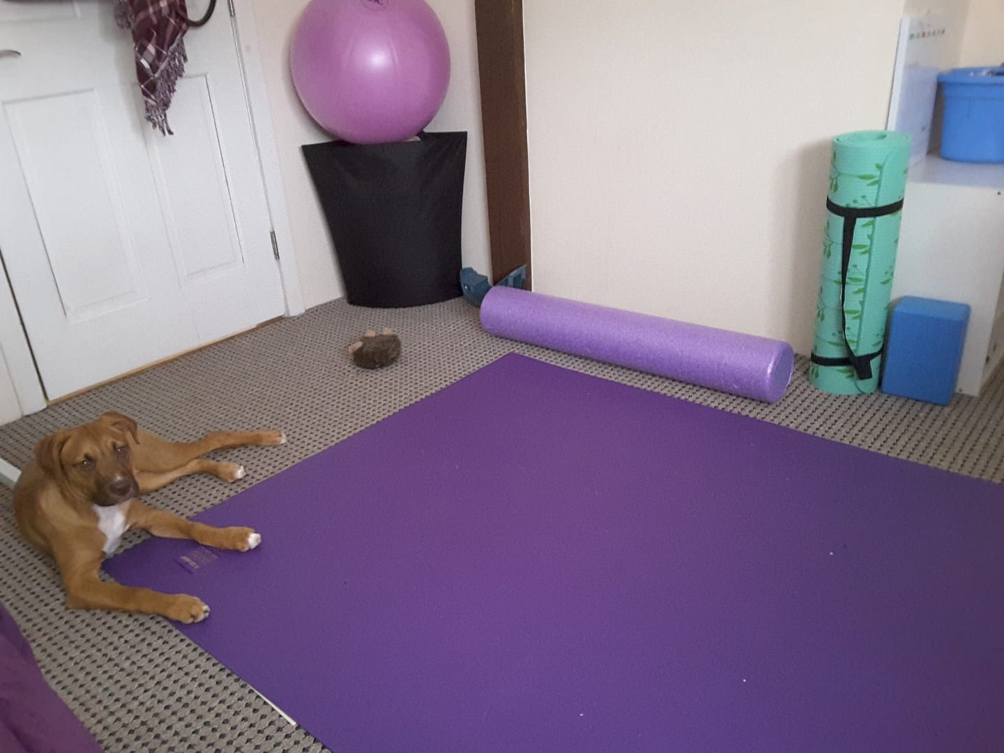 Customer photo review of GXMMAT Large Exercise Mat 6'x4'