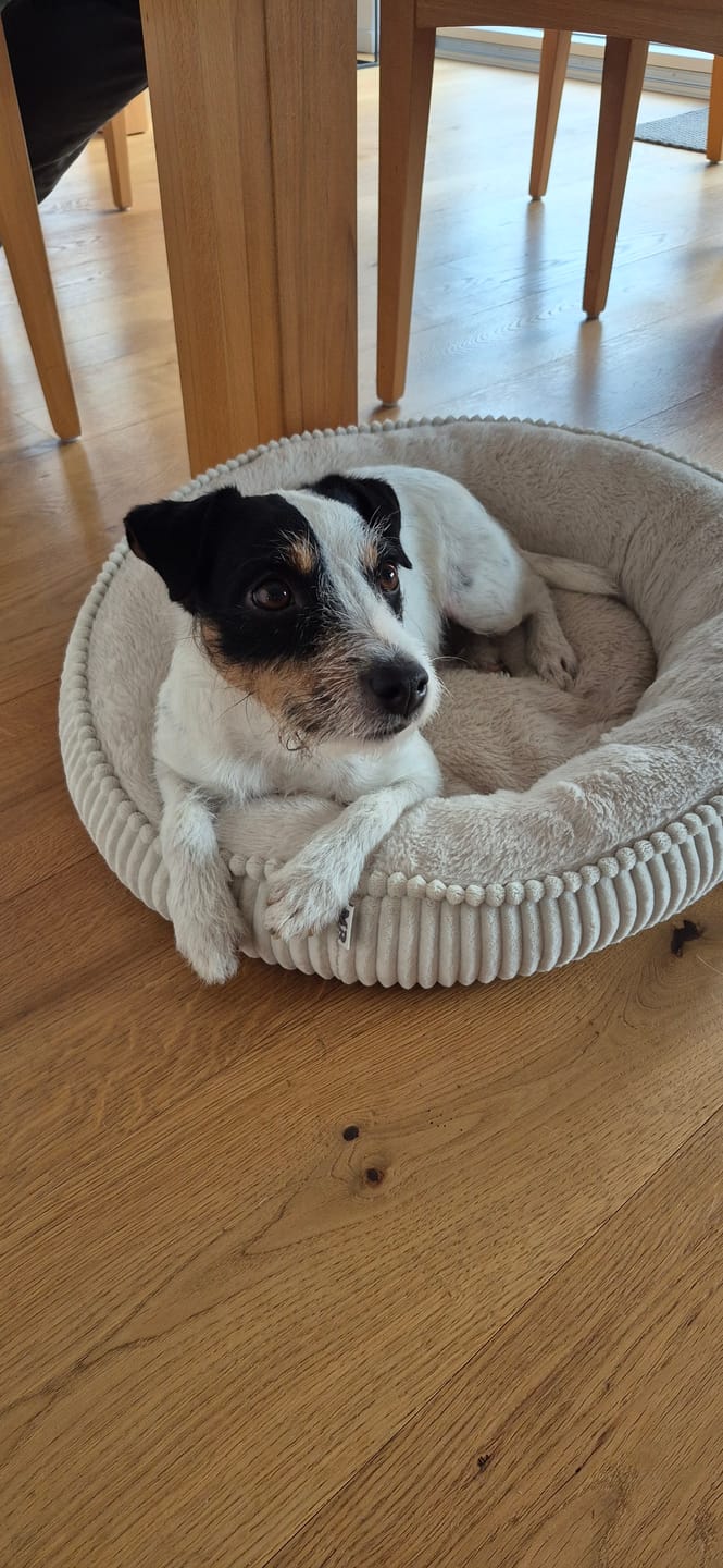 Customer photo review of Wurmtest Basic Hund