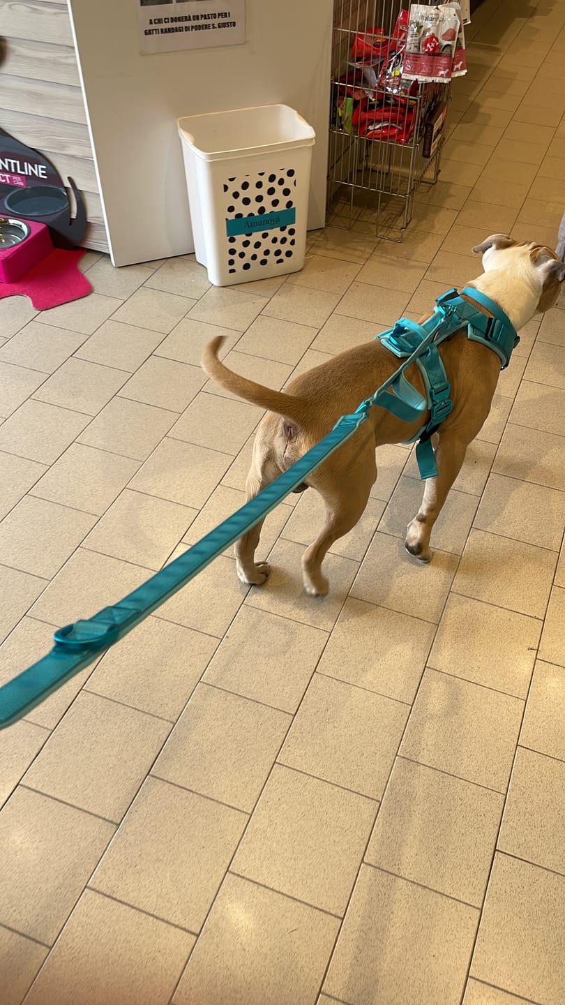 Customer photo review of Pettorina Crime 3.0